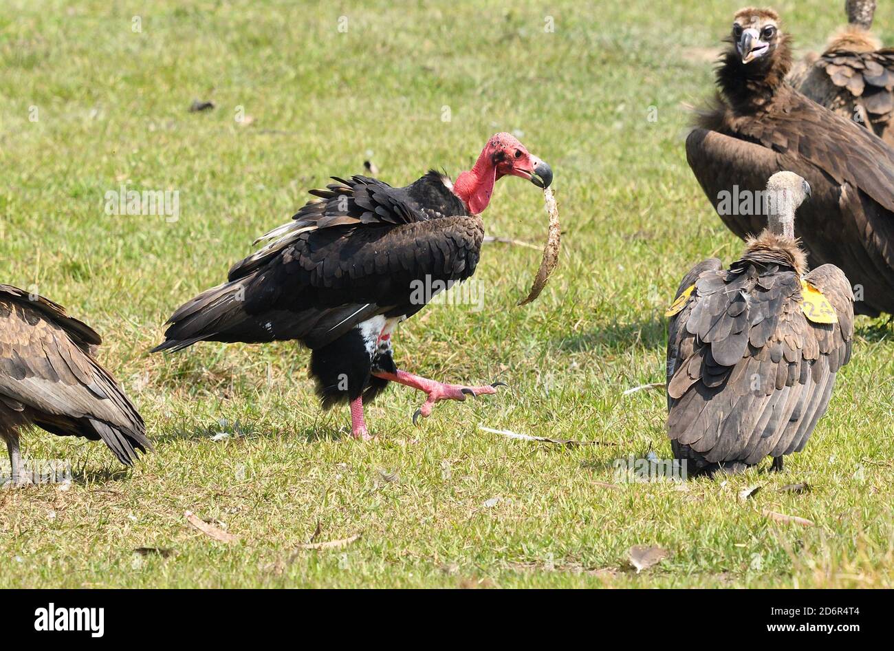 Red - headed  or Asian King Vulture, Sarcogyps calvus, with bone, Near Chitwan Nationlal Park, Nepal Stock Photo