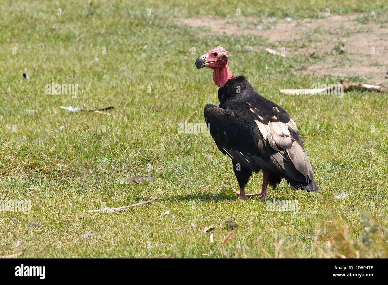 Red - headed or Asian King Vulture, Sarcogyps calvus Just outside Chitwan National Park, Nepal Stock Photo