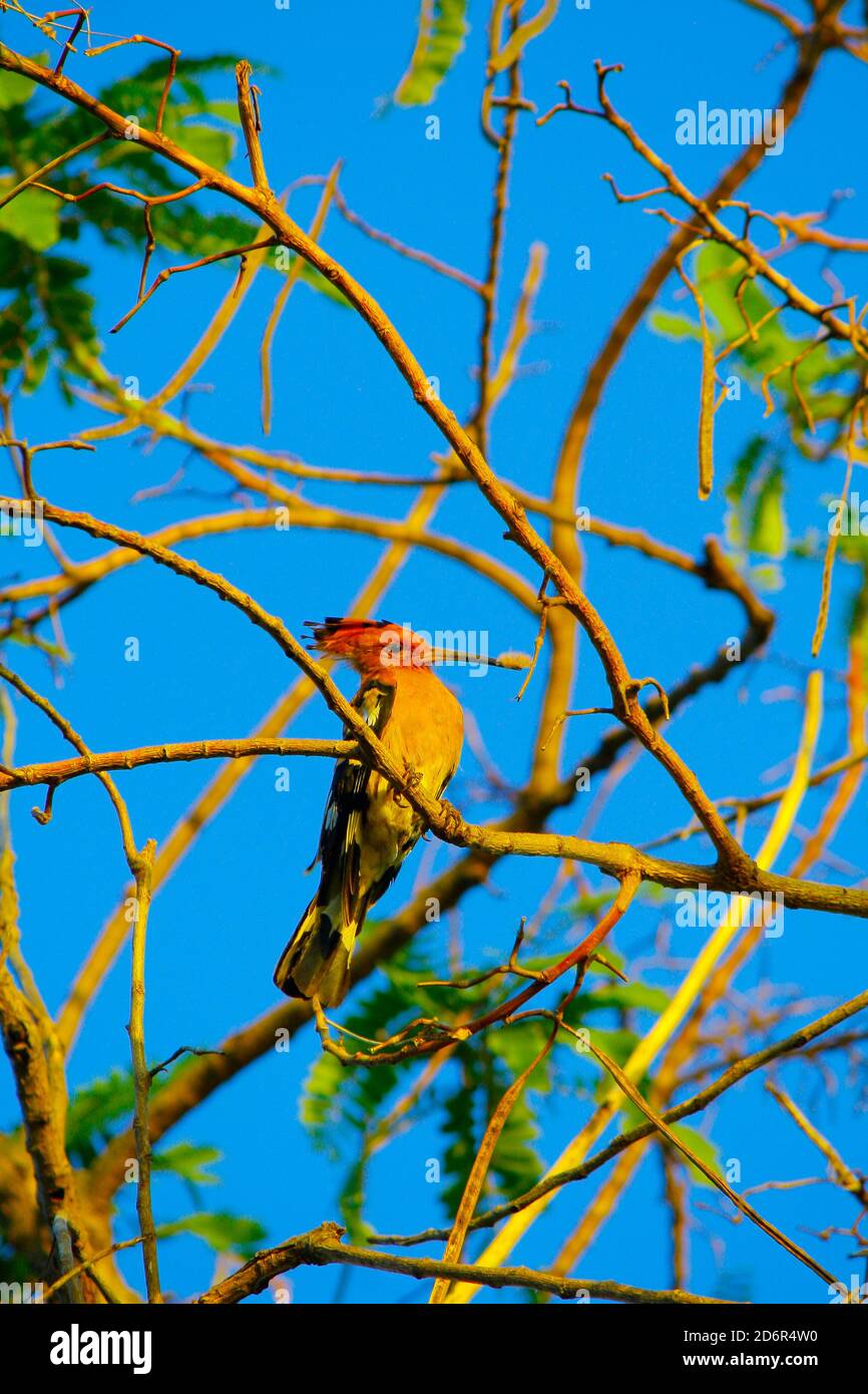 common hoopoe bird, with orange head, yellow body and white and black ...