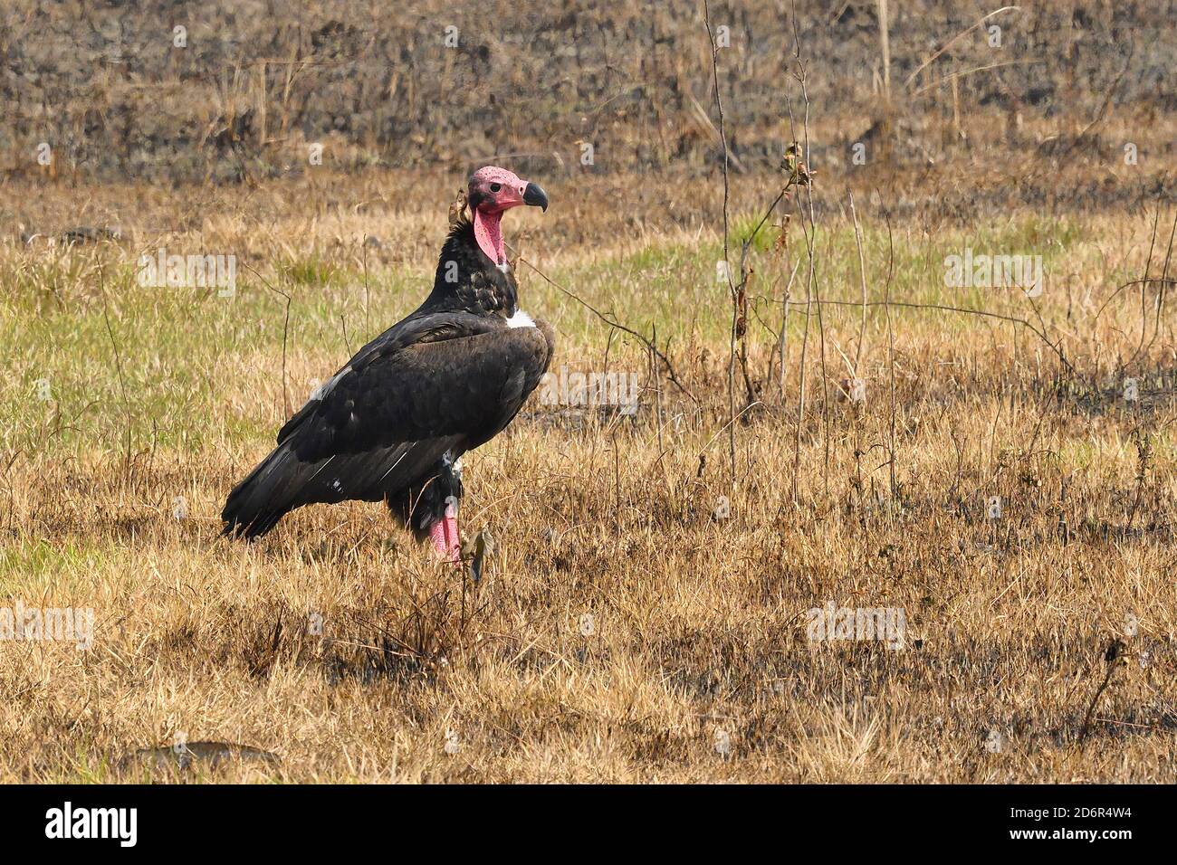 Red - headed or Asian King Vulture, Sarcogyps calvus Just outside Chitwan National Park, Nepal Stock Photo