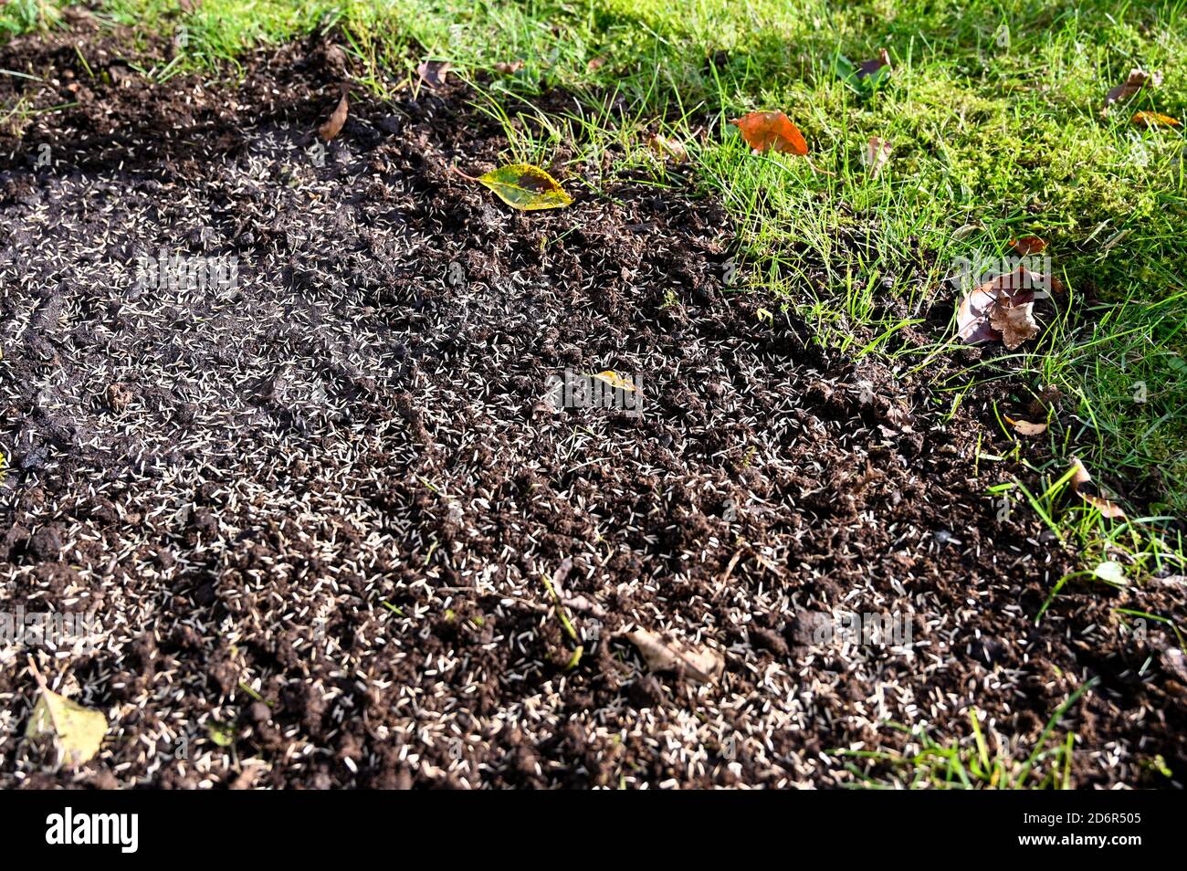 lawn with grass seeds in patch of soil Stock Photo Alamy