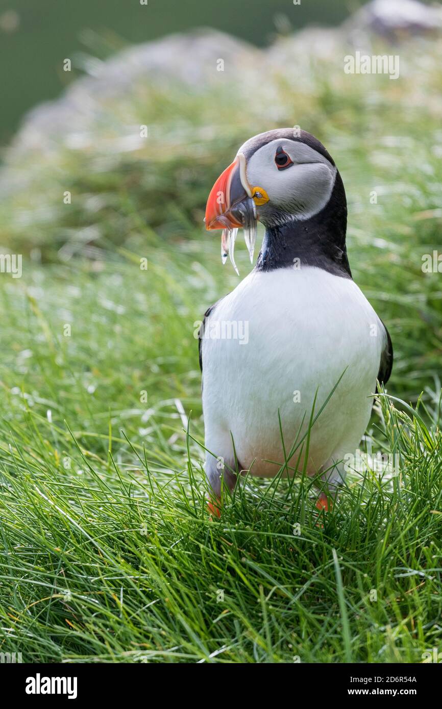 Atlantic Puffin (Fratercula arctica) in a puffinry on Mykines, part of the Faroe Islands in the North Atlantic. Catch of fish (sandeel) in its beak, D Stock Photo