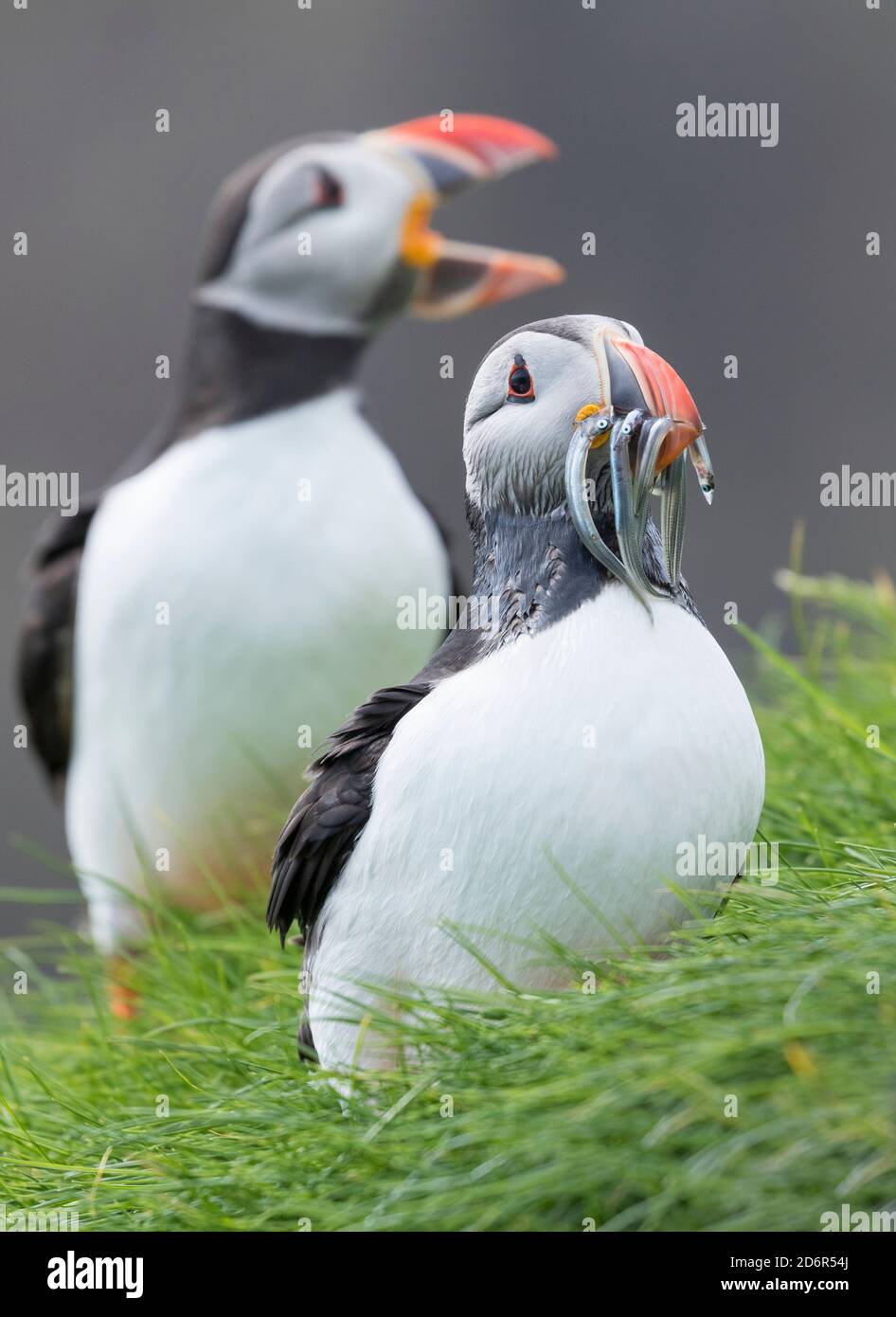 Atlantic Puffin (Fratercula arctica) in a puffinry on Mykines, part of the Faroe Islands in the North Atlantic. Catch of fish (sandeel) in its beak, D Stock Photo