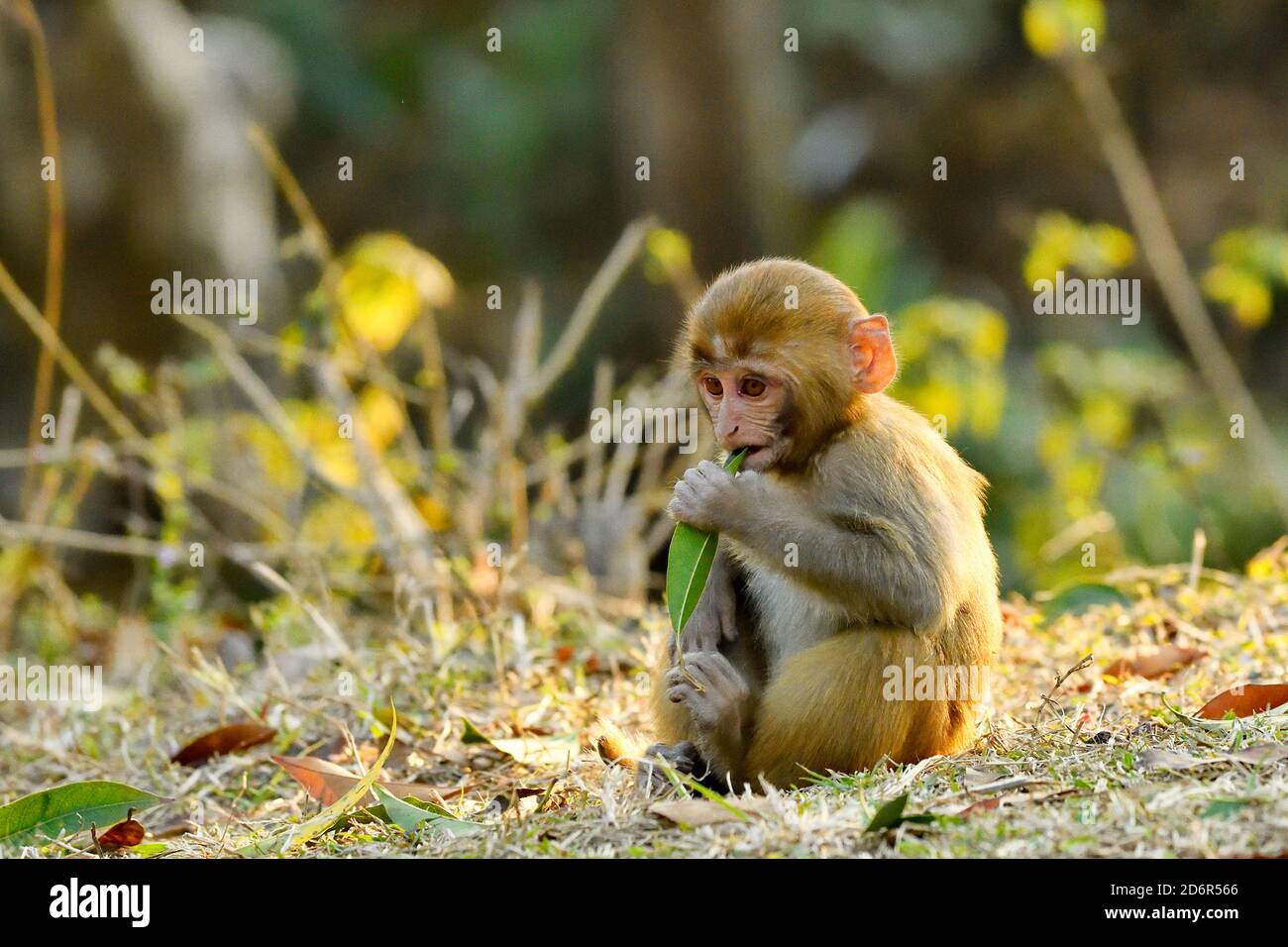 Rhesus Macaque, Macaca mulatta Young in woodland at Pashupatinath, Kathmandu, Nepal Stock Photo