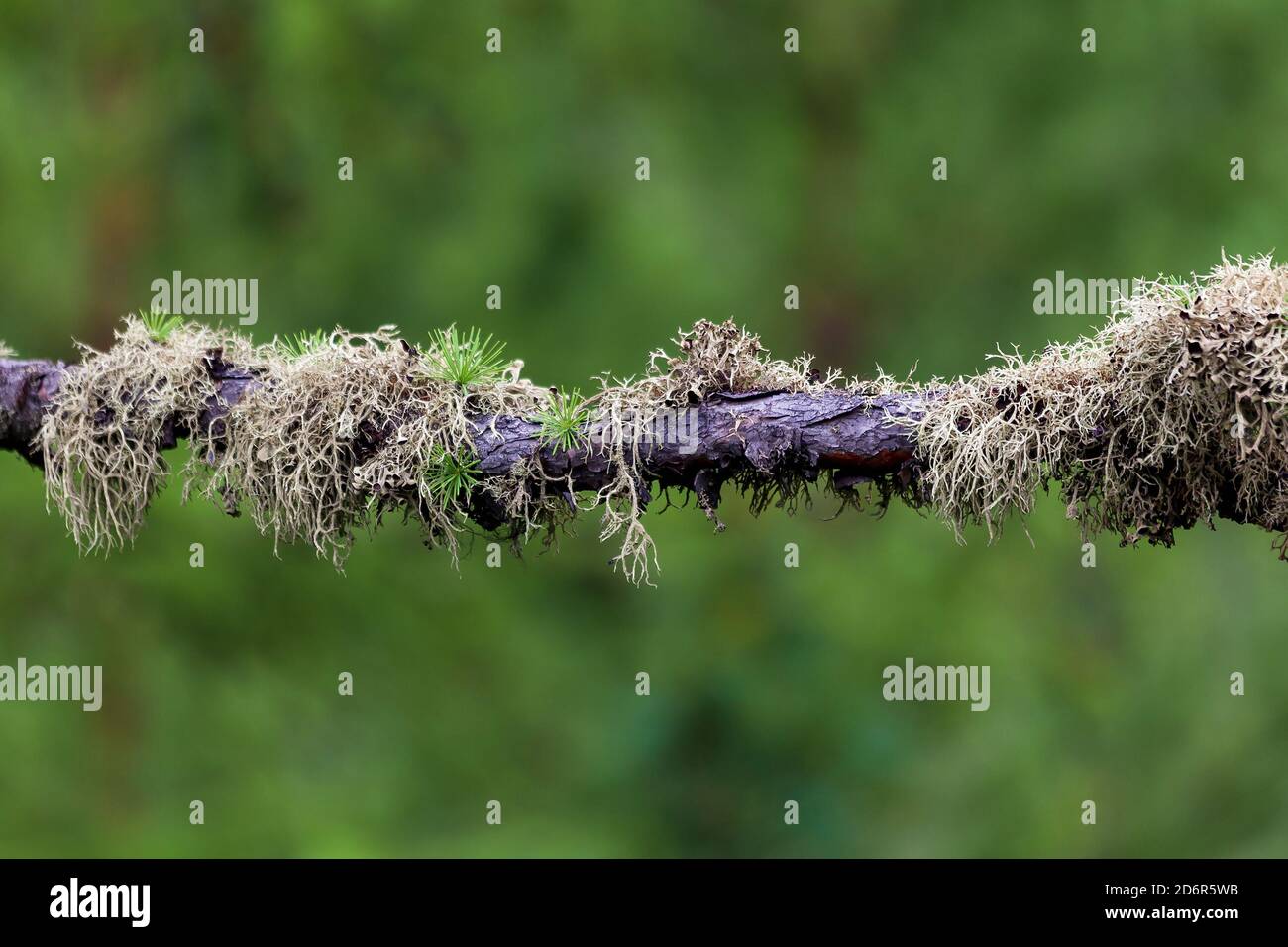 Lichens on a larch branch, close up on a green blurred background Stock Photo