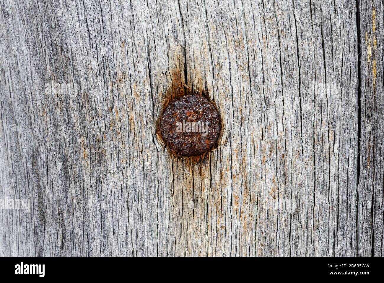 Rusty head of an old nail hammered into a gray board Stock Photo Alamy
