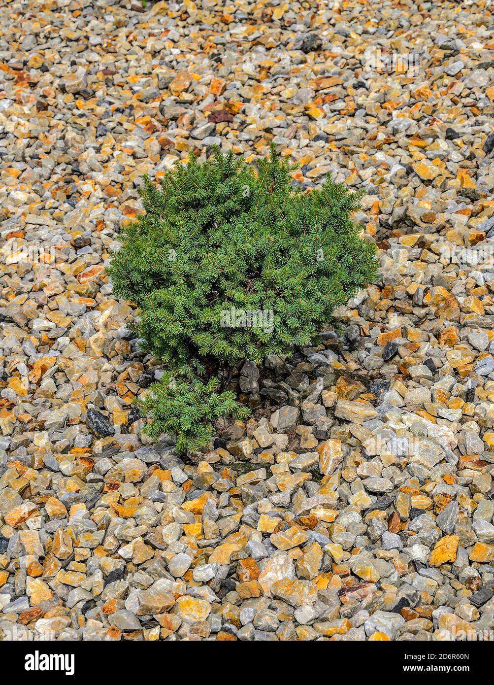 Closeup of dwarf spruce (Picea abies) cultivar 'Dan 's Dwarf' in garden landscape - ornamental evergreen perennial coniferous tree for park or garden Stock Photo