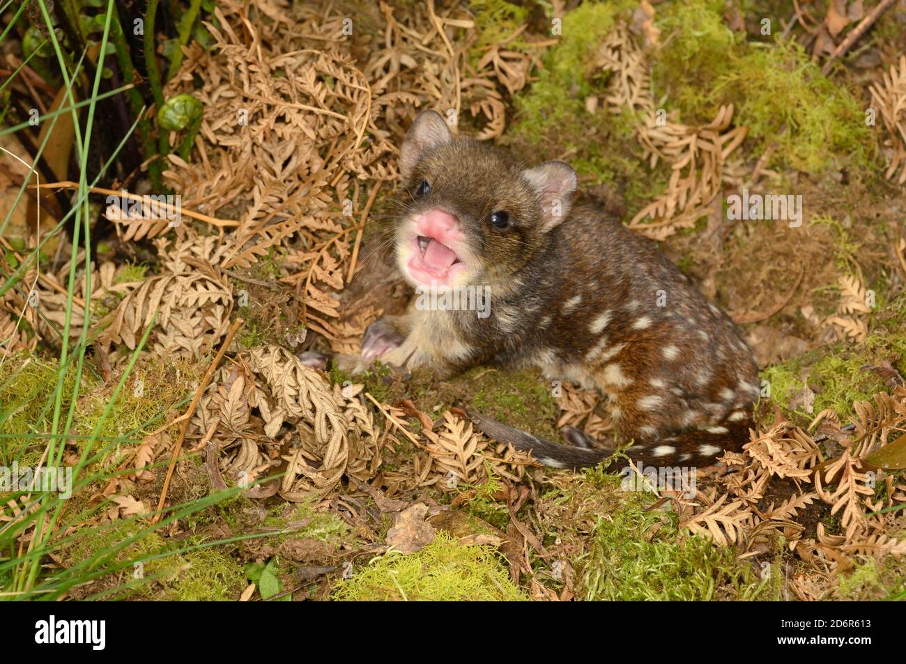 Spotted-tailed Quoll Dasyurus maculatus Young Photographed in Tasmania, Australia Stock Photo