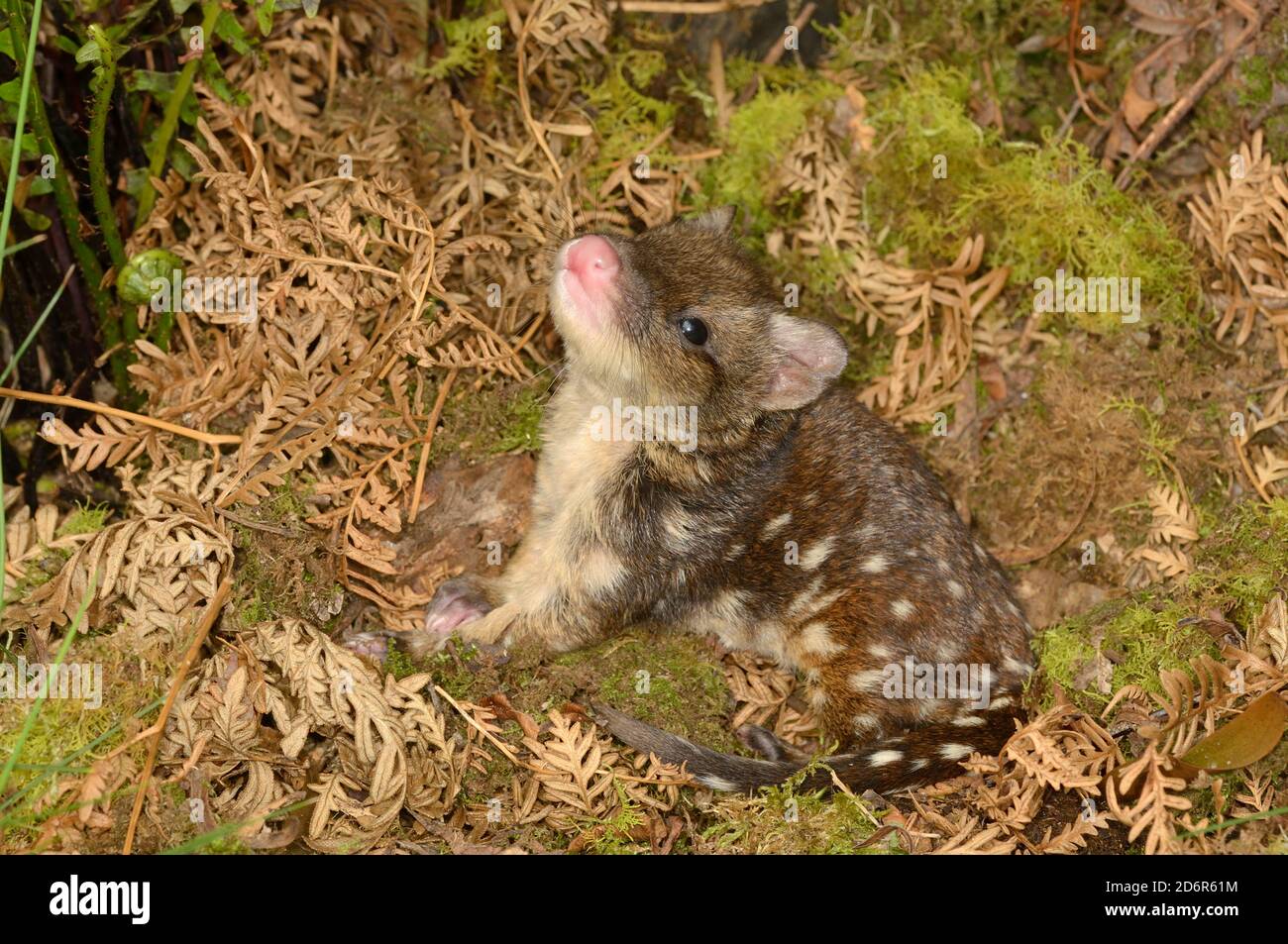 Spotted-tailed Quoll Dasyurus maculatus Young Photographed in Tasmania, Australia Stock Photo