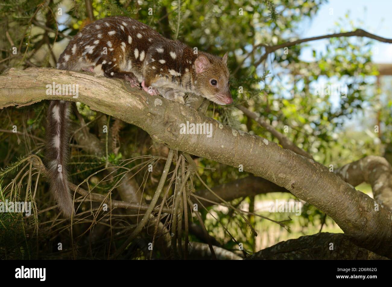 Spotted-tailed Quoll Dasyurus maculatus Up a tree Photographed in Tasmania, Australia Stock Photo