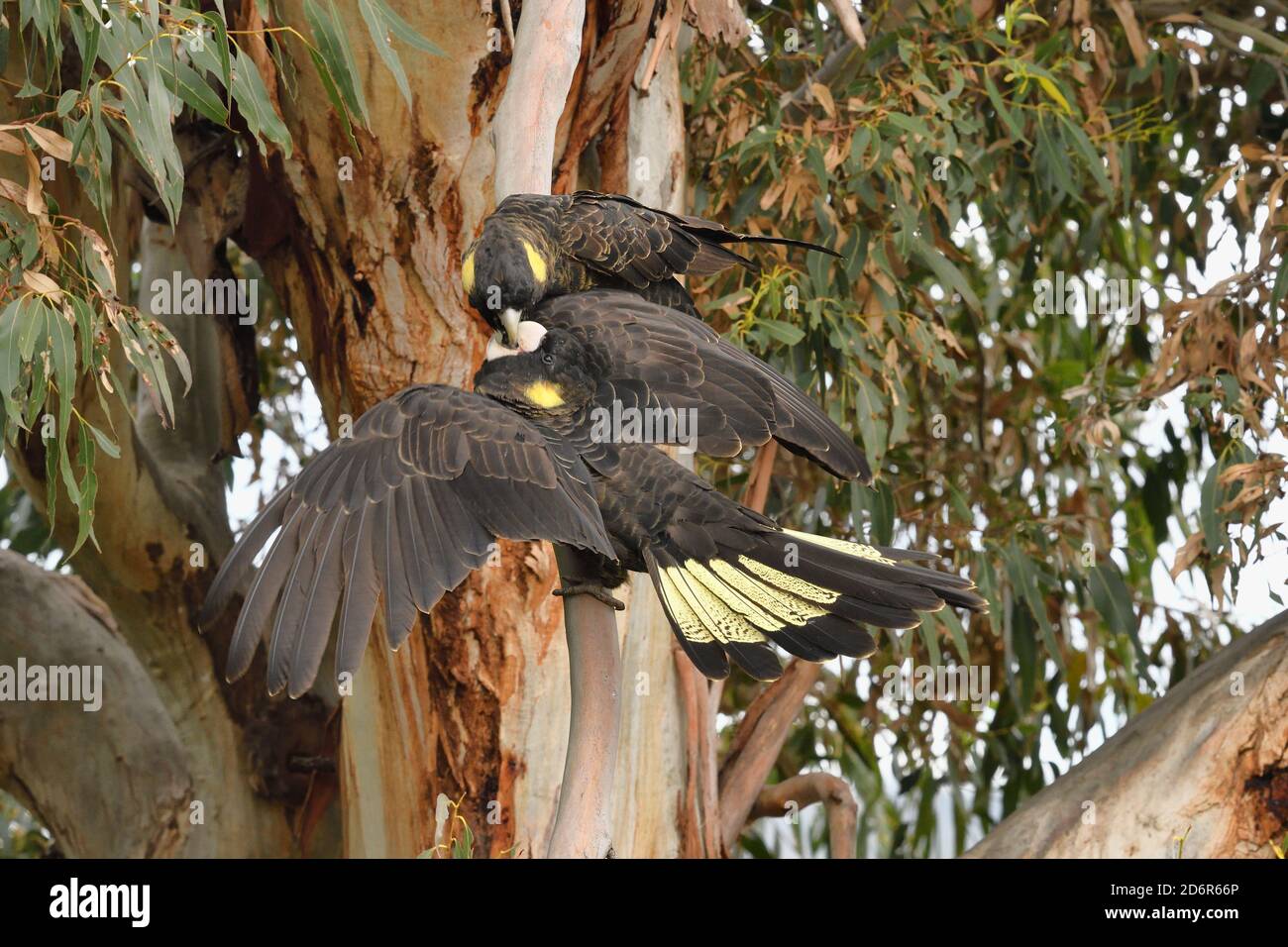 Yellowtailed Black Cockatoo Calyptorhynchus funereus Adult feeding