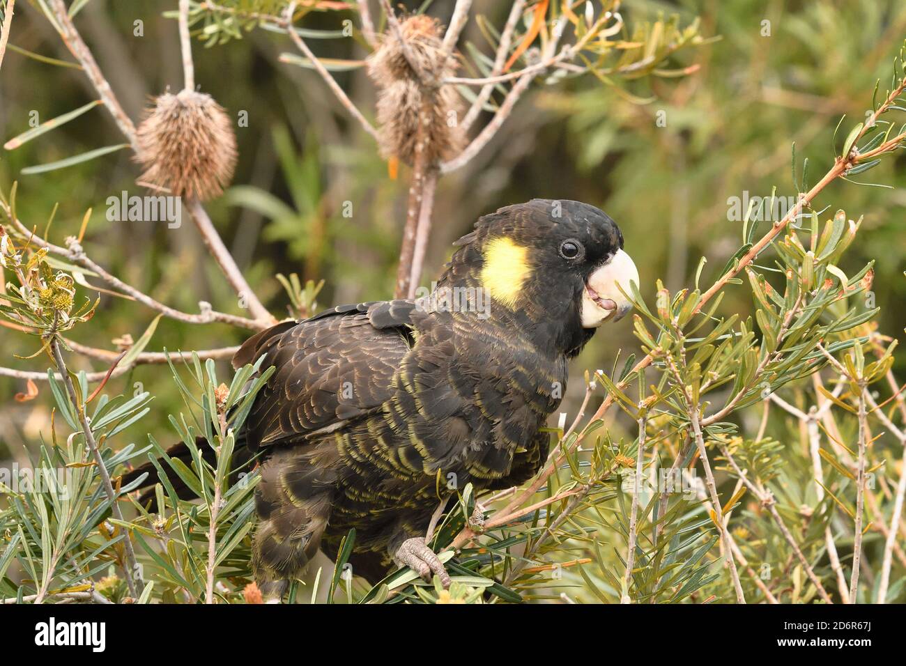 Yellowtailed Black Cockatoo Calyptorhynchus funereus Photographed in