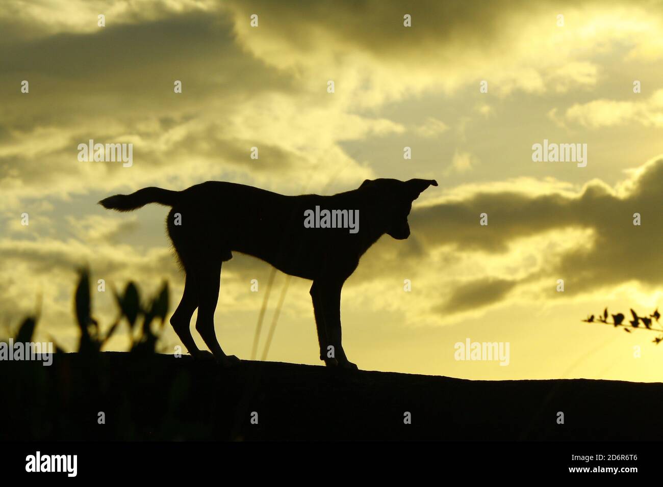 Dog stand looking over the cliff side as it is sillhuted againts the yellow morning sky just before sunrise in the wild mountains of Mandarum Nuwara Stock Photo