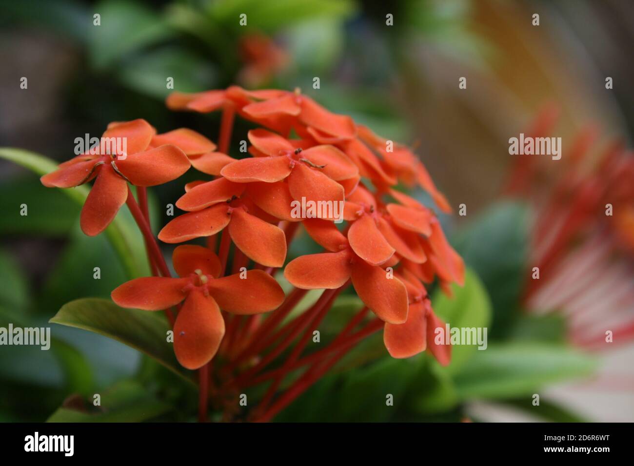 small orange flower, with 4 symetrical petals on a red stalk and irregularly shaped in a cluster on a small green plant with the background blurred ou Stock Photo