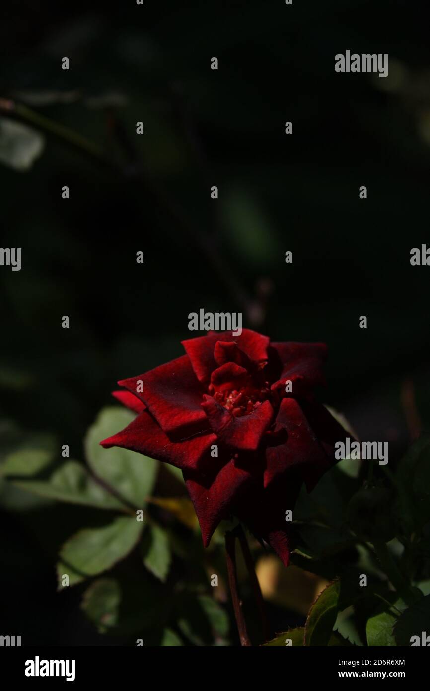 small vibrant red rose, with many irregular and overlaping petals on thin brown stalk on a green plant, pokes out of the shadows of other plants Stock Photo