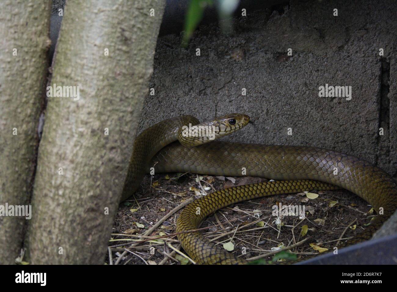 sri lankan rat snake, brown in colour, poises to strike in defense as it is cornered in garden againts the wall Stock Photo