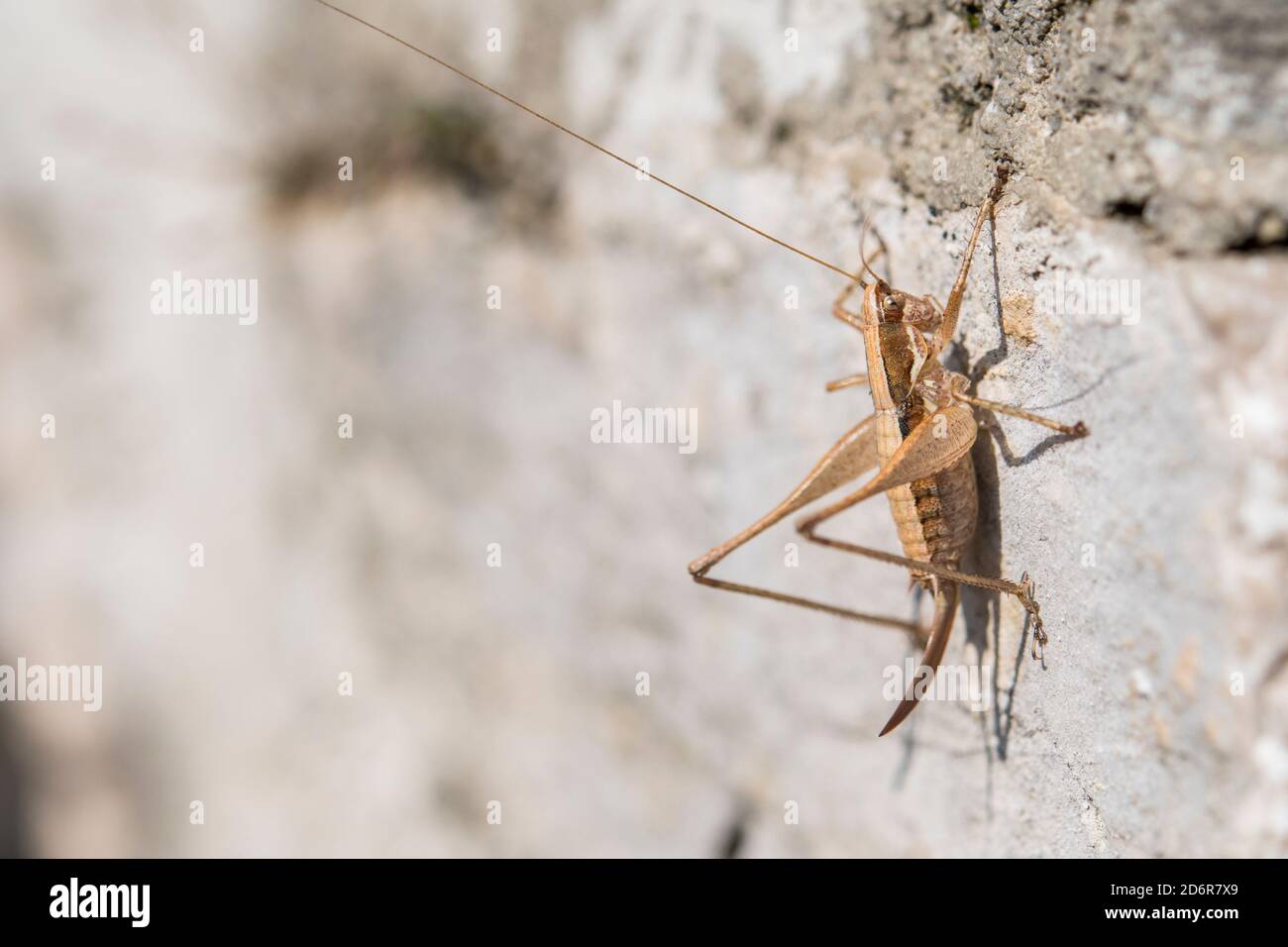 Yersinella raymondi, female, common name Raymond's Bush-cricket, is a species of 'katydids crickets' belonging to the family Tettigoniidae, Croatia. Stock Photo