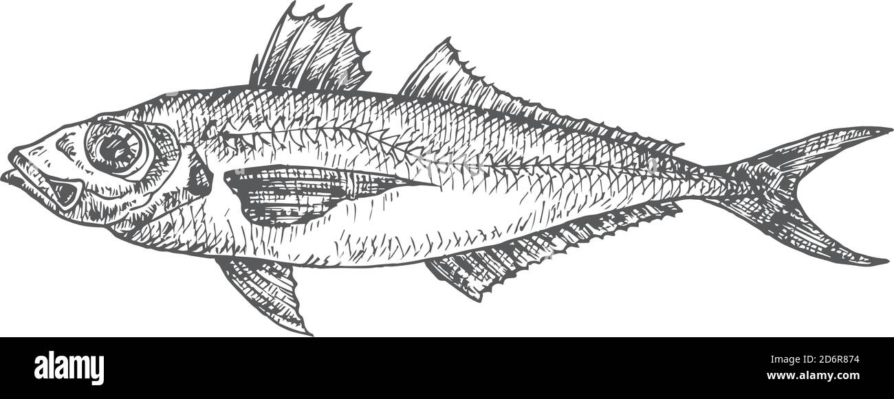 Horse Mackerel Hand Drawn Doodle Vector Illustration. Abstract Seafood