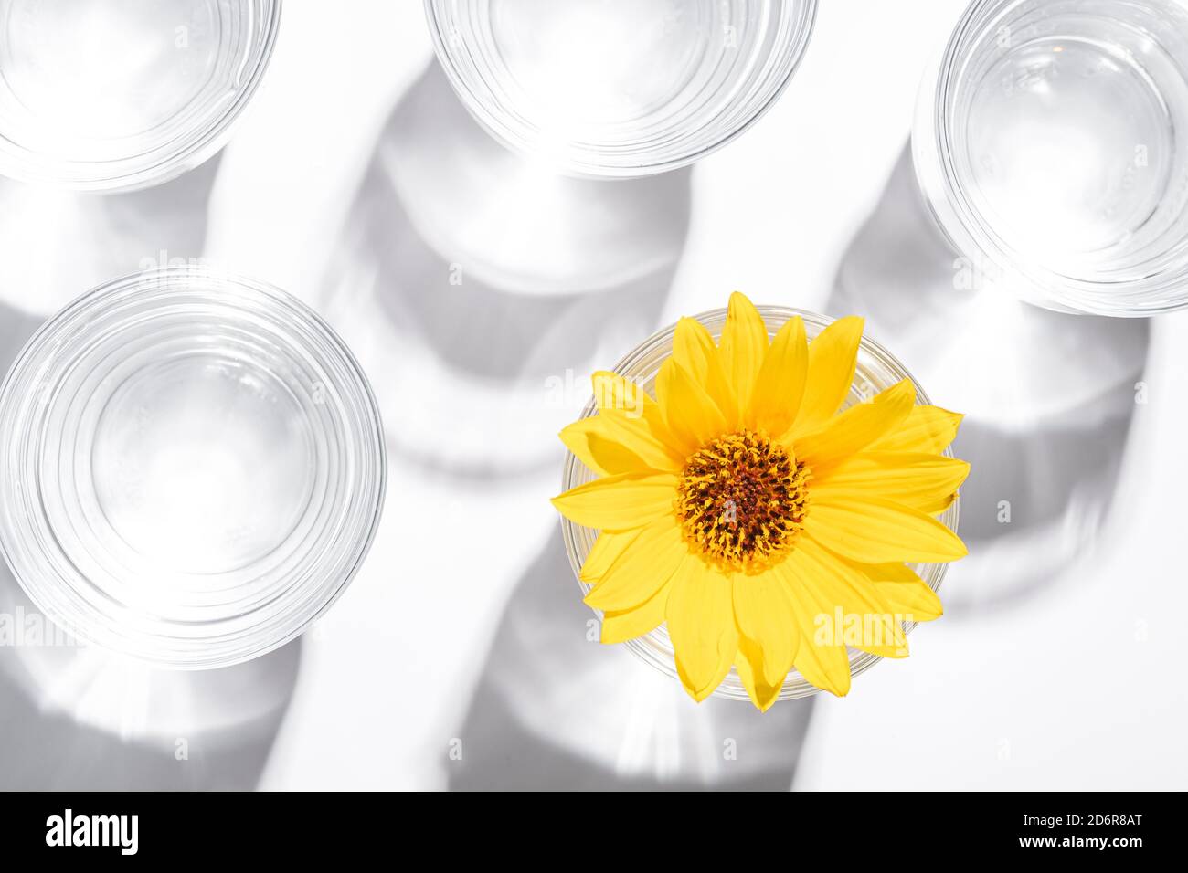 Fresh clear water drink with yellow flower in glass on white background, hard light creative composition, top view Stock Photo