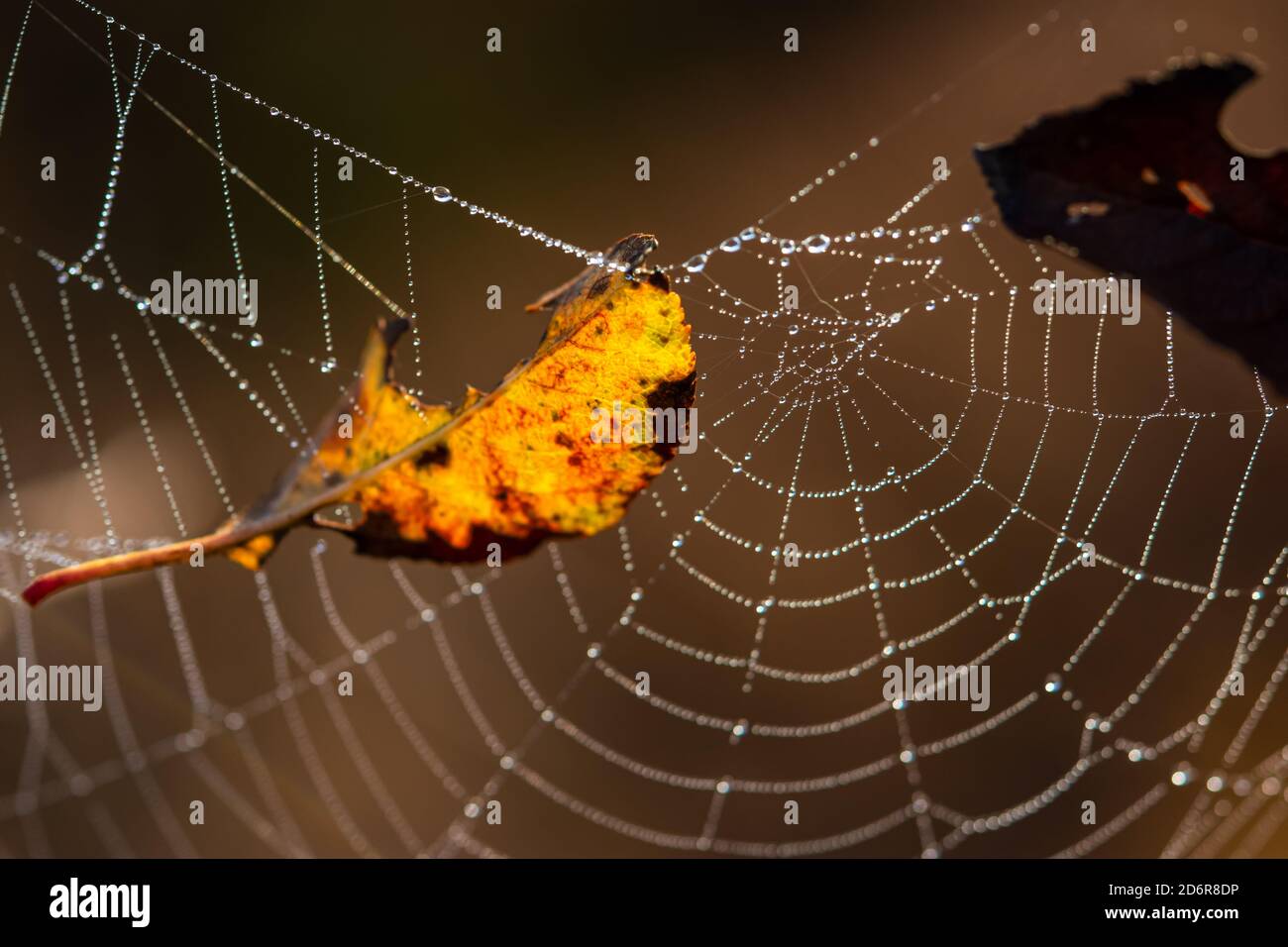 Spider web in dew drops close-up on a blurry background. A yellow leaf fell on a spider's web. Concept of approaching autumn. The natural background. Stock Photo