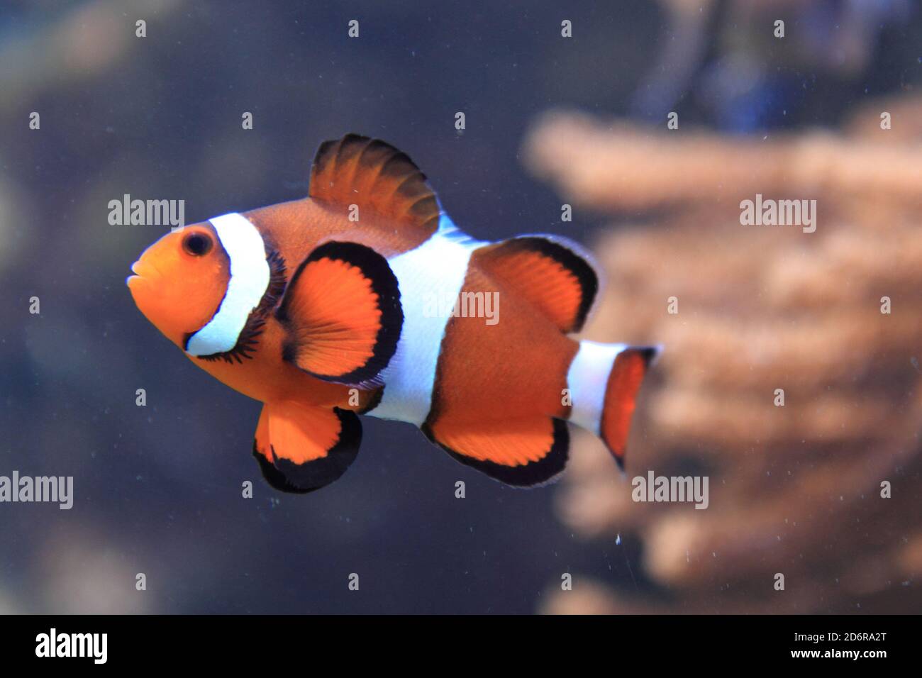 orange nemo fish (clown fish) in aquarium Stock Photo