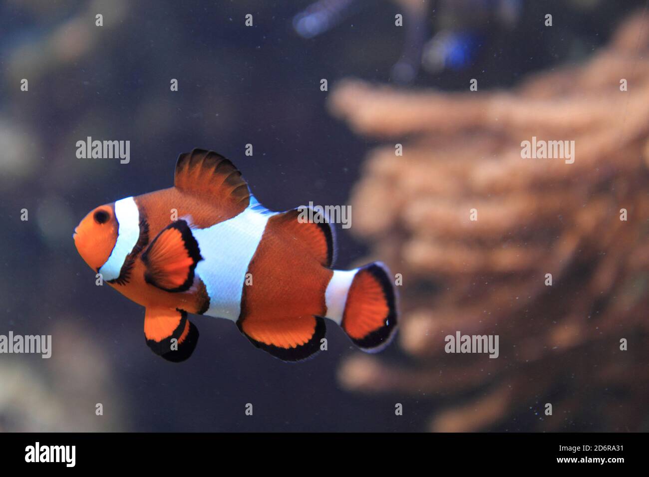 orange nemo fish (clown fish) in aquarium Stock Photo