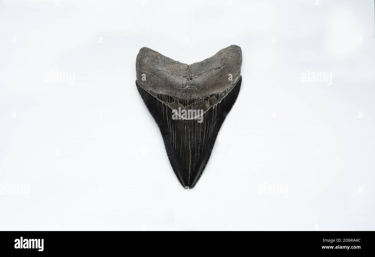 Large black fossilised megalodon shark tooth on white background. (Otodus megalod). Ancient prehistoric shark tooth Stock Photo