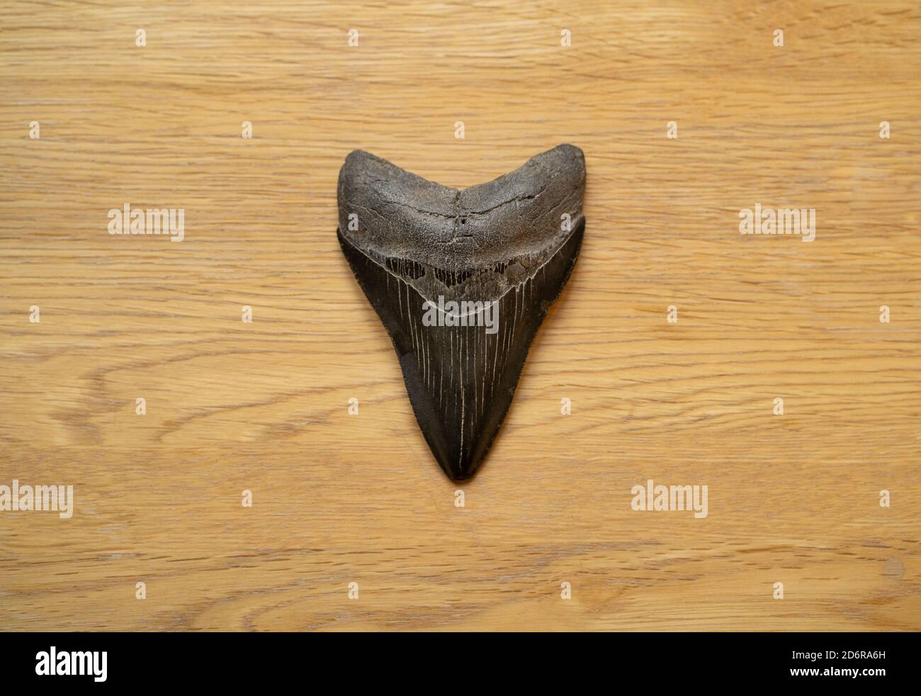 Otodus shark hi-res stock photography and images - Alamy