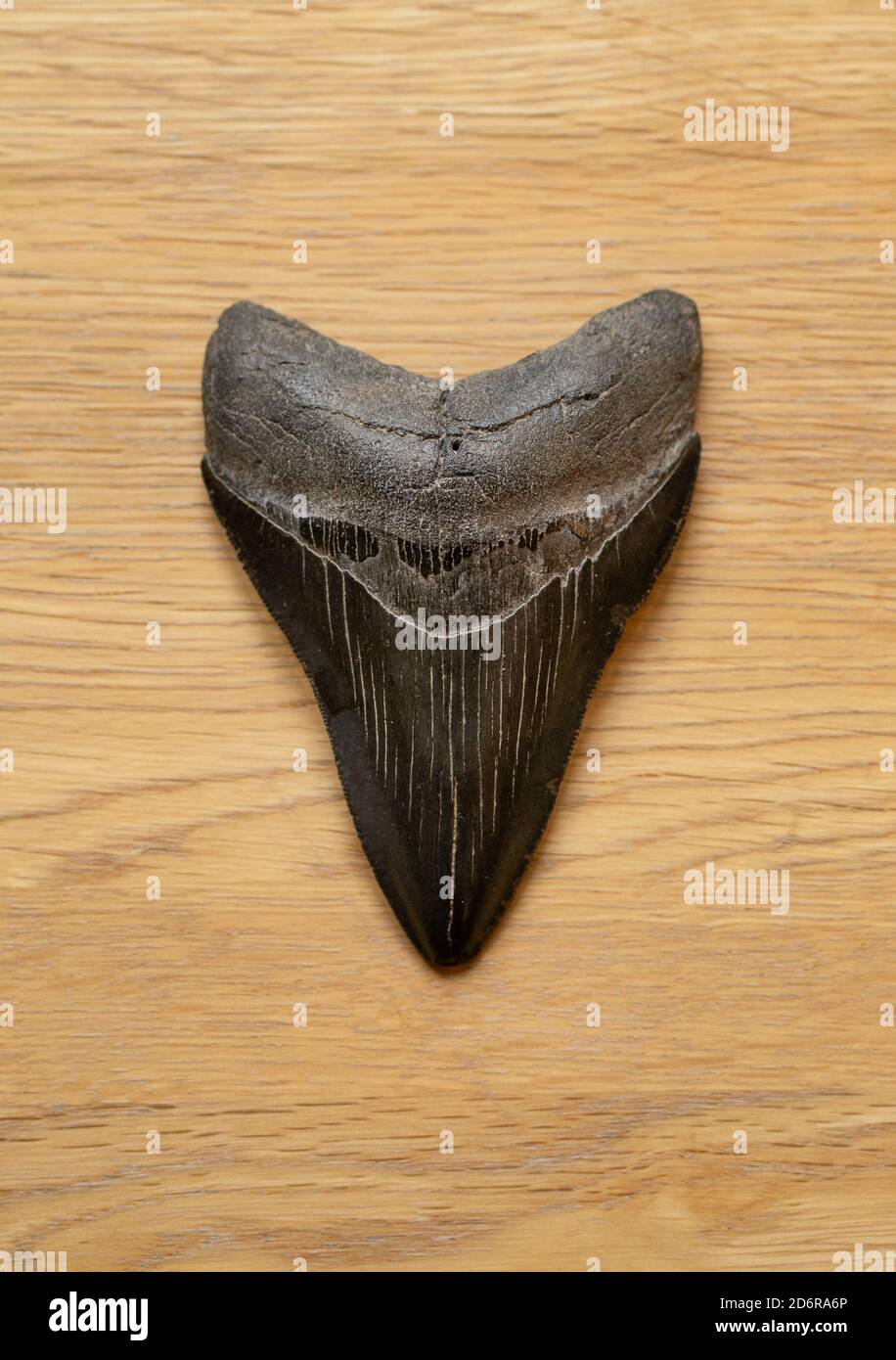 Large black megalodon shark (Otodus megalod) tooth on wooden background Stock Photo