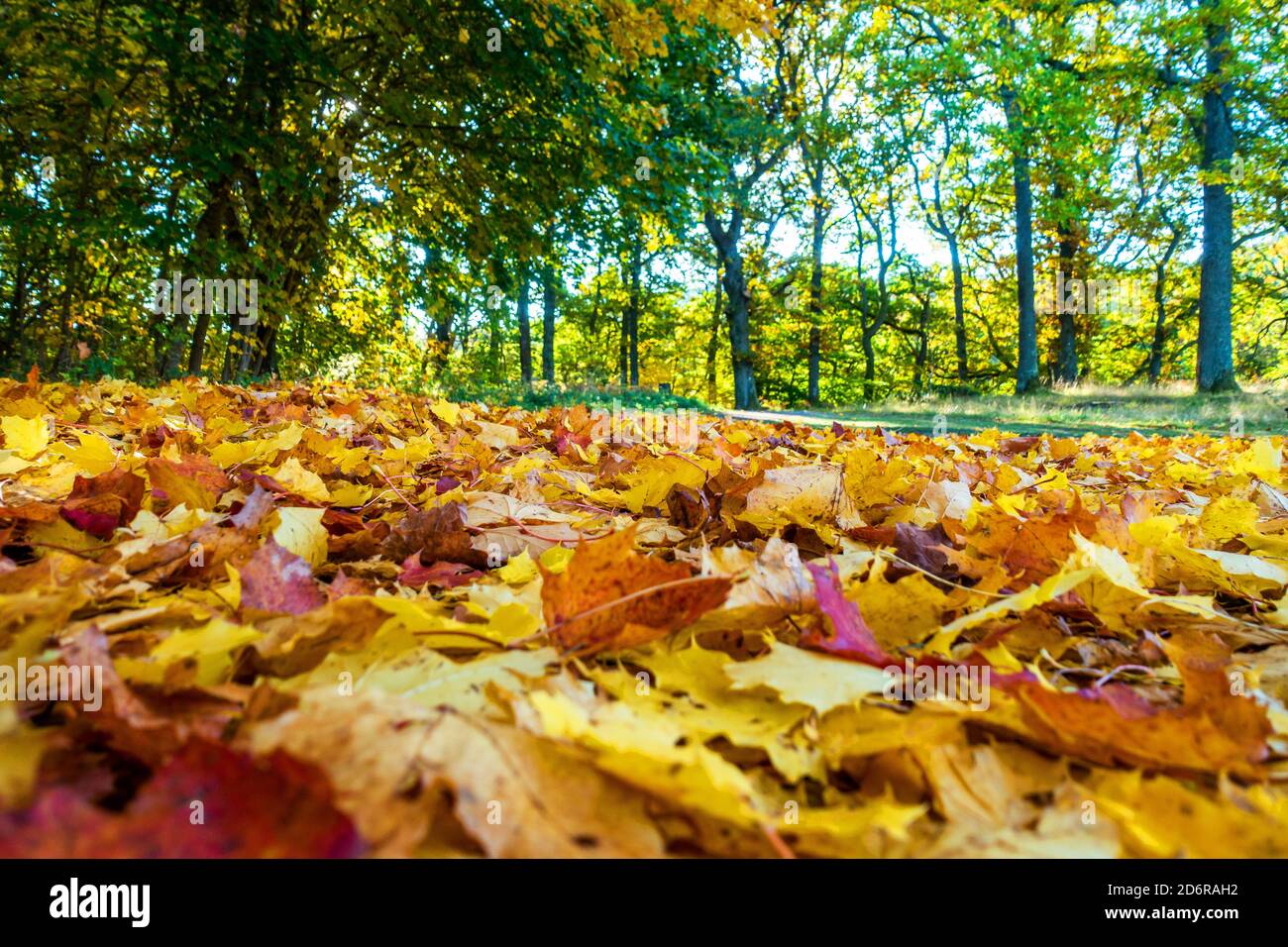 Autumnal colours of trees in Perthshire, Scotland, UK Stock Photo