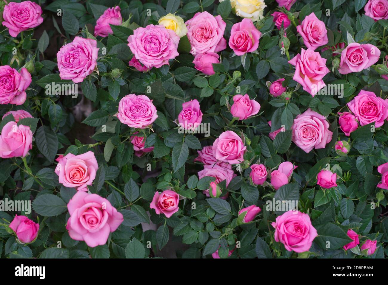 many pink and white roses in green leafs Stock Photo