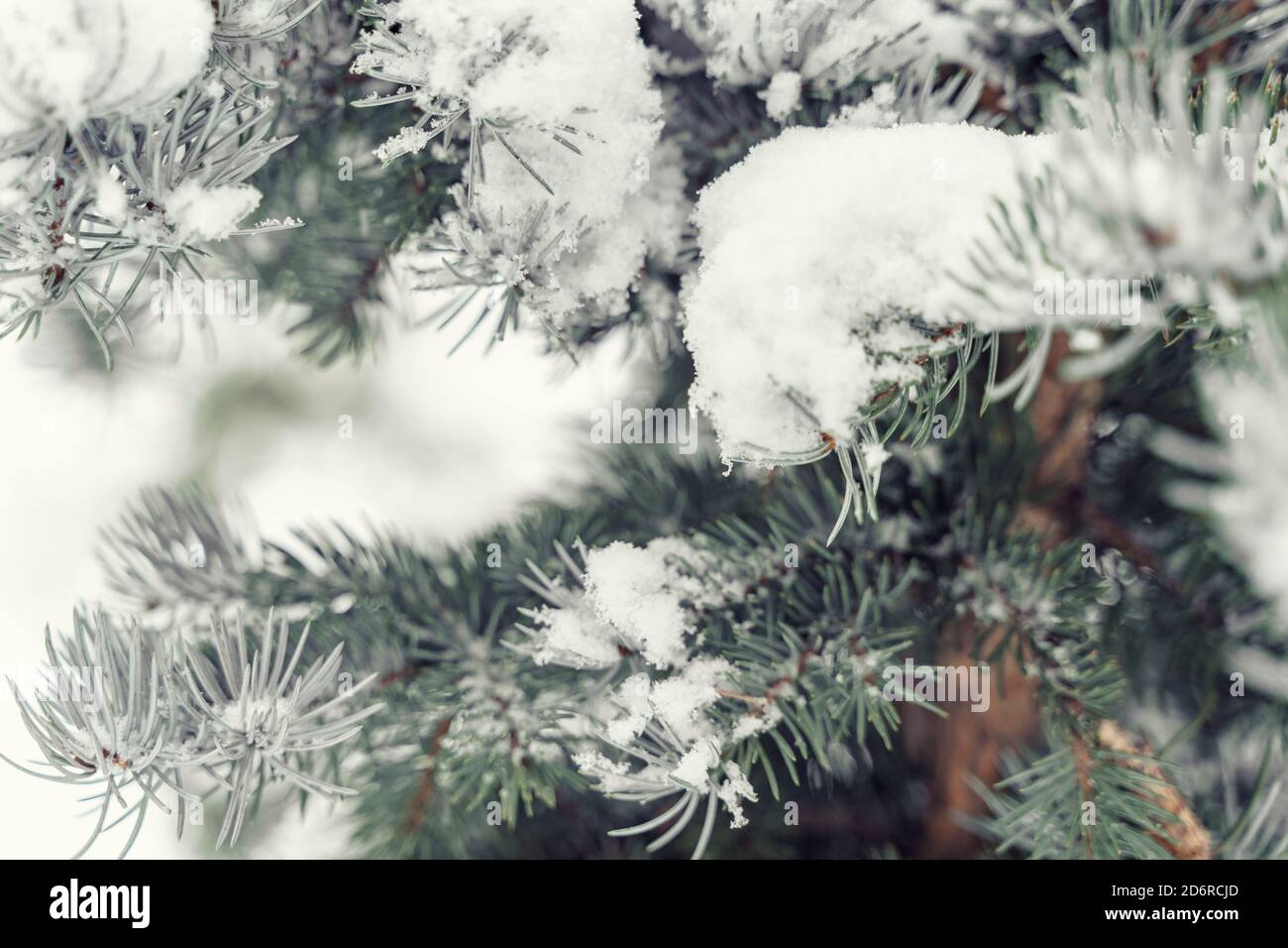 Abstract frozen tree branches hi-res stock photography and images - Alamy
