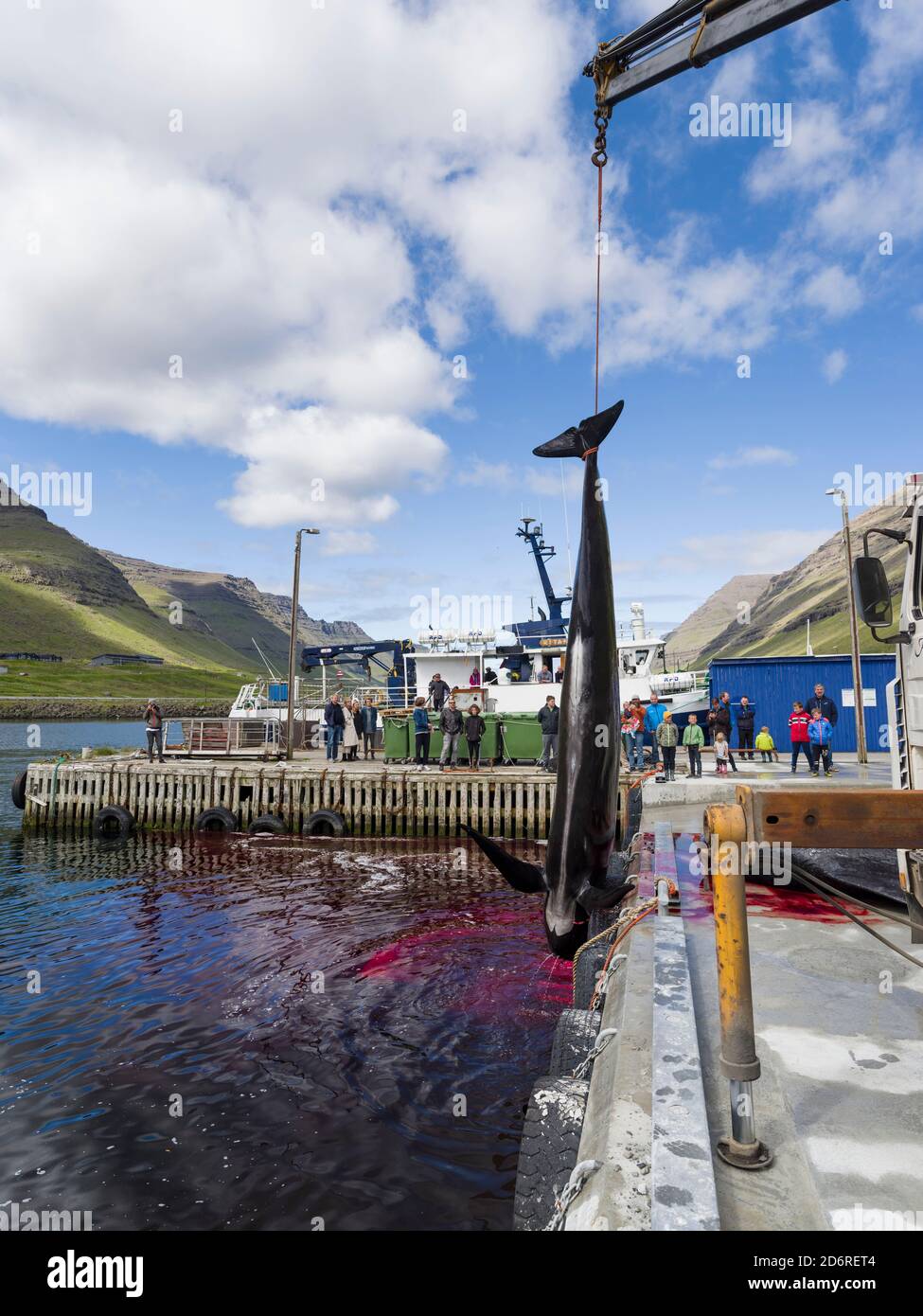 Whaling ( Grindadrap )  Long Finned Pilot Whale (globicephala melas) on the Faroe Islands, Hvannasund 2016. Whaling on the Faroe Islands is for subsis Stock Photo