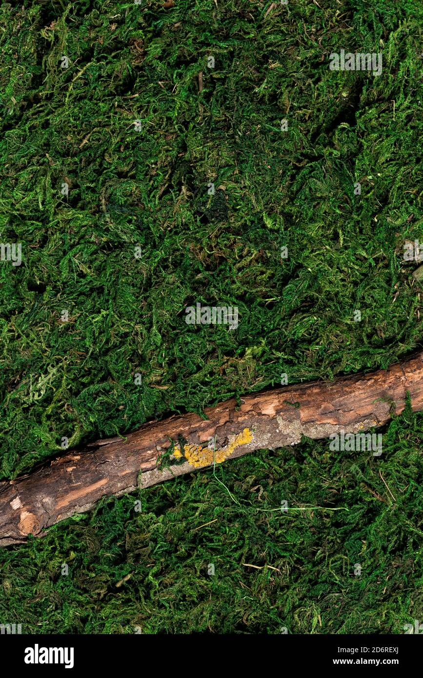 Green moss background with bark. Eco-friendly mockup Stock Photo