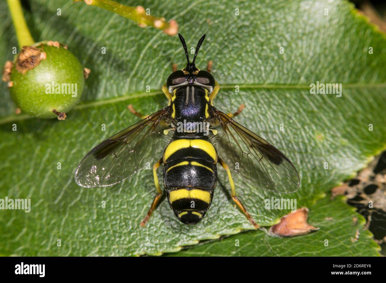 hoverfly, flower fly, syrphid fly (Chrysotoxum bicinctum), sitting on a leaf, view from above, Germany Stock Photo