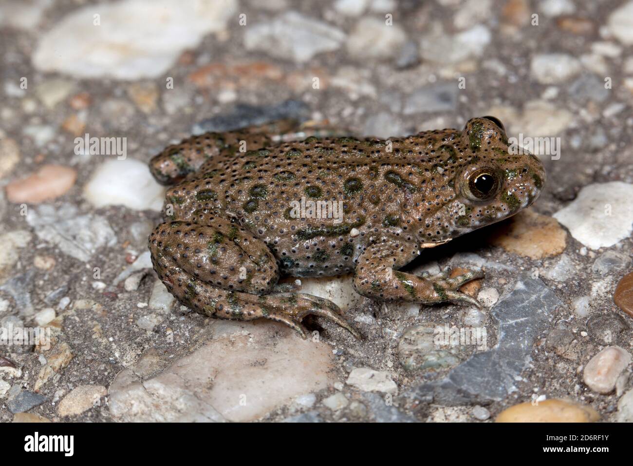 fire-bellied toad (Bombina bombina), on a wall, side view, Germany Stock Photo
