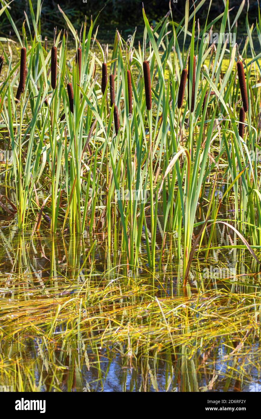 common cattail, broad-leaved cattail, broad-leaved cat's tail, great reedmace, bulrush (Typha latifolia), fruiting, Germany, Bavaria, Isental Stock Photo
