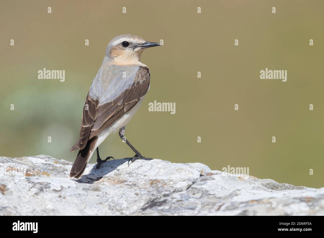 northern wheatear (Oenanthe oenanthe), adult female perched on a rock seen from the back, Italy, Campania Stock Photo