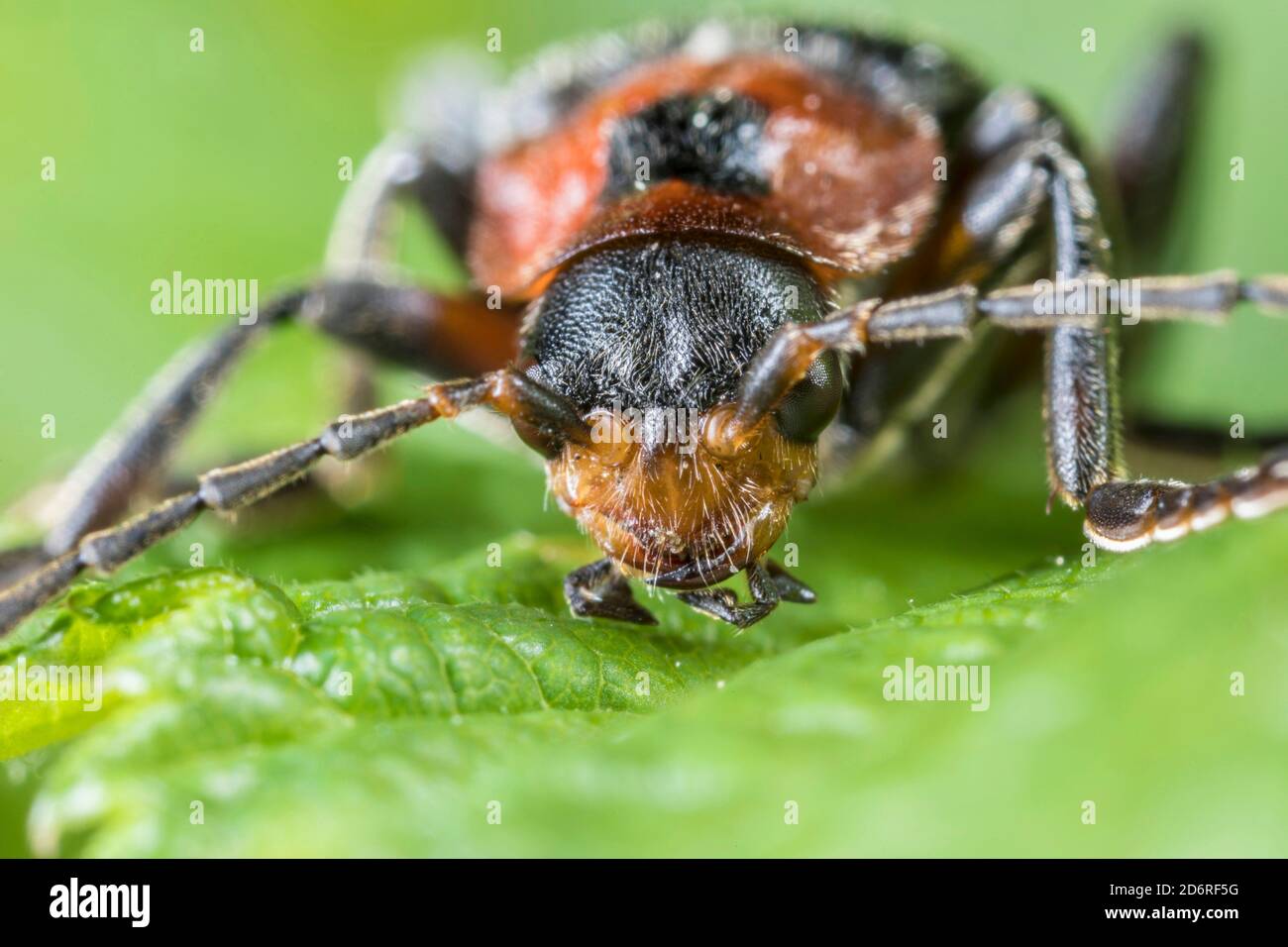 Soldier beetle (Cantharis rustica), portrait, Germany Stock Photo