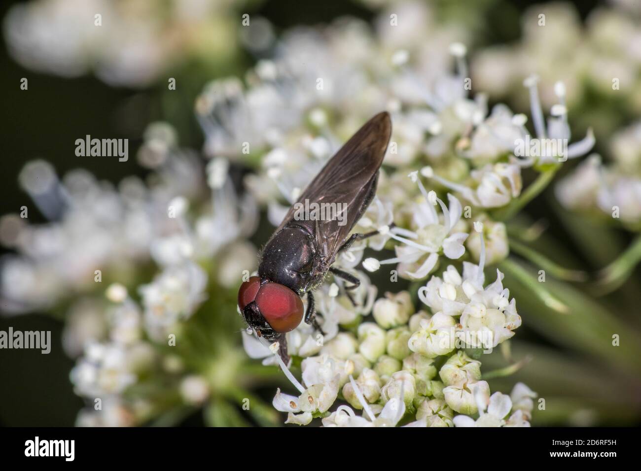 hoverfly (Chrysogaster solstitialis), sitting on white blossoms, side view, Germany Stock Photo