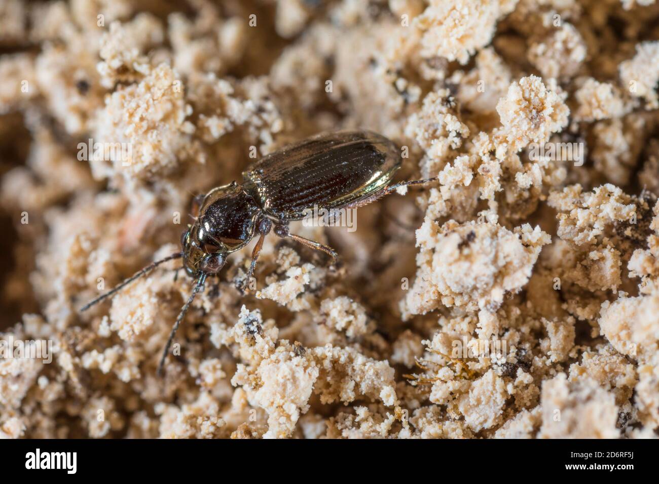 Ground beetle (Bembidion properans), on lichens, Germany Stock Photo