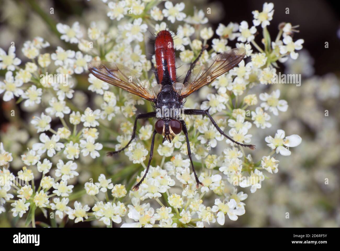 Tachinid Fly On White High Resolution Stock Photography and Images - Alamy