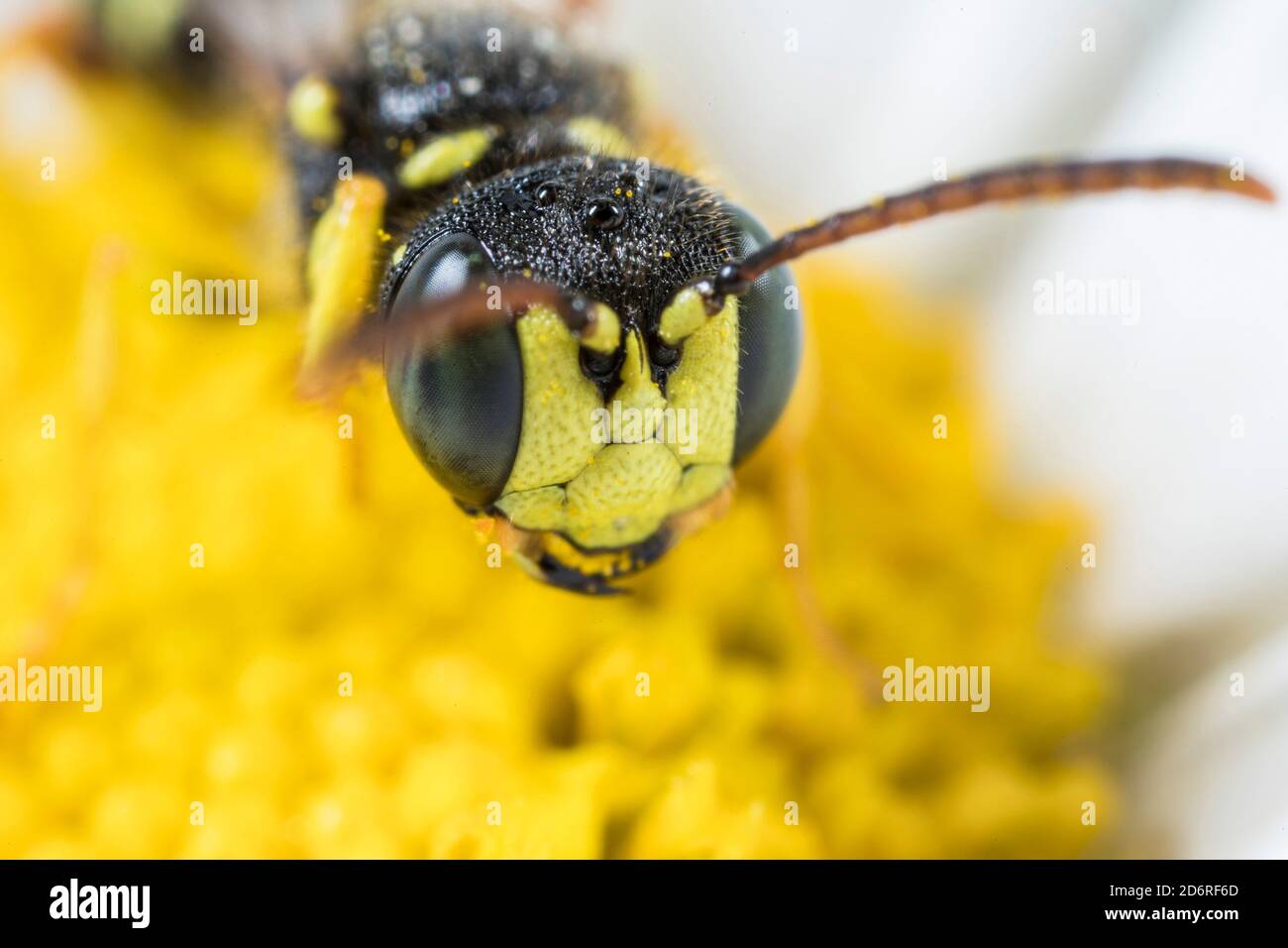 Five Banded Tailed Digger Wasp (Cerceris quinquefasciata), sits on a flower, portrait, Germany Stock Photo