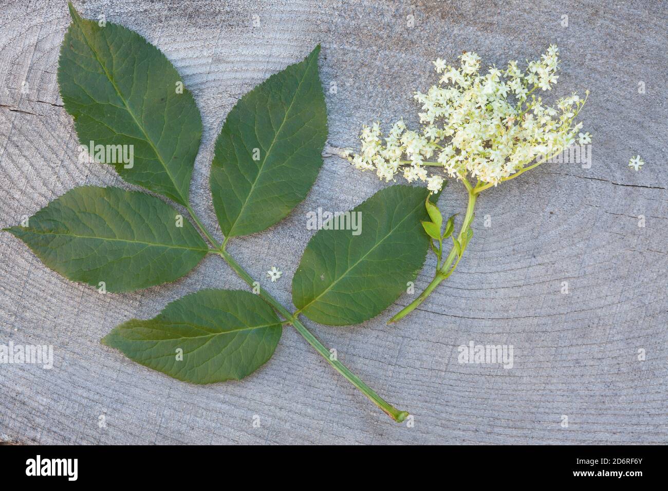 European black elder, Elderberry, Common elder (Sambucus nigra), leaf and inflorescence, Germany Stock Photo
