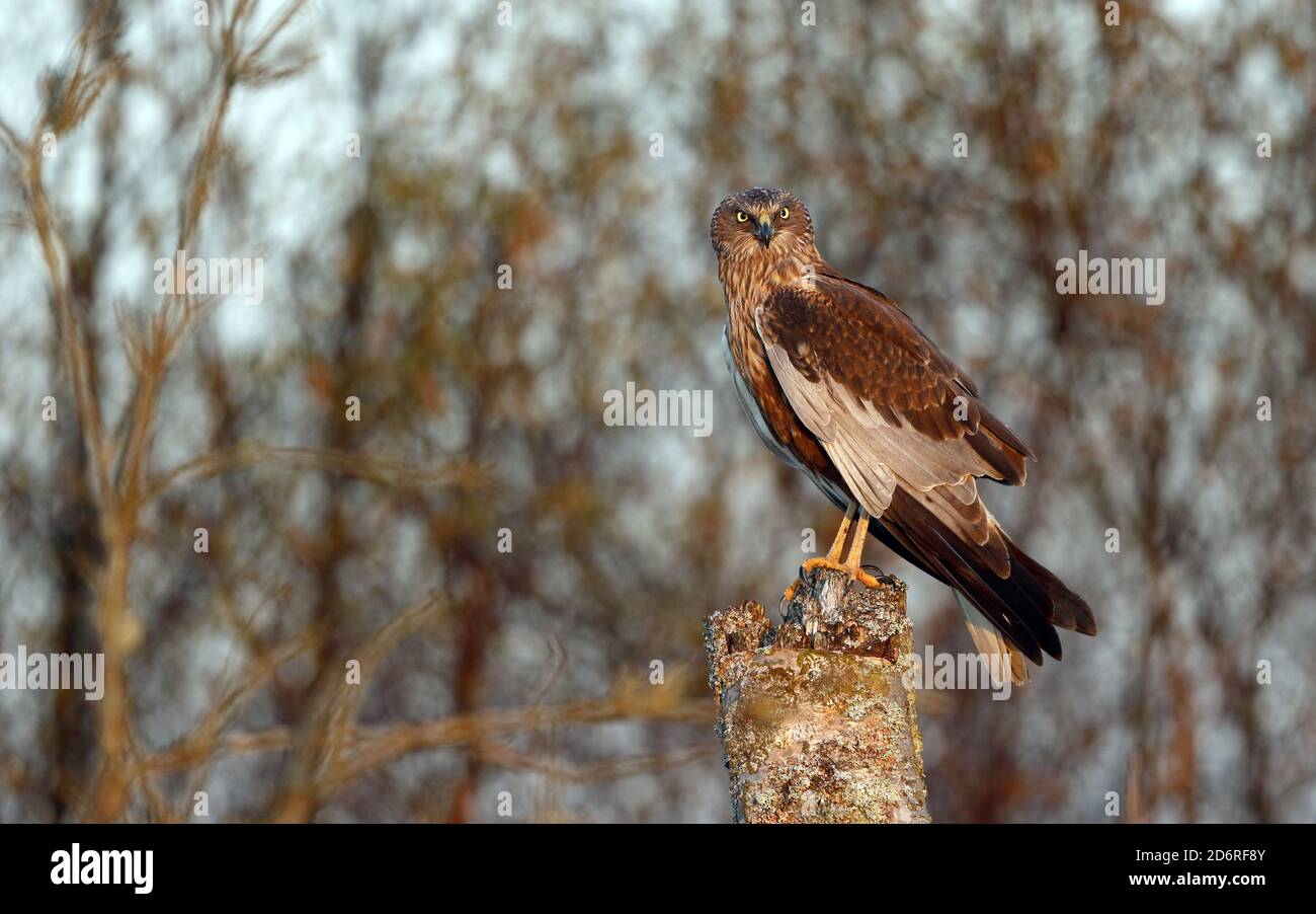 Western Marsh Harrier (Circus aeruginosus), adult male perched on a tree snag, Denmark Stock Photo