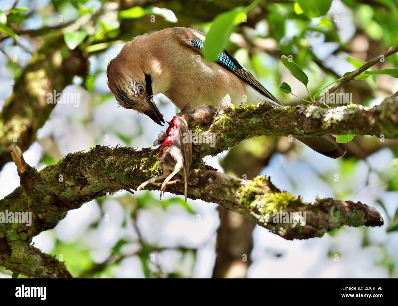 jay (Garrulus glandarius), feeding on a young blackbird caught from the nest, Germany, Hesse Stock Photo