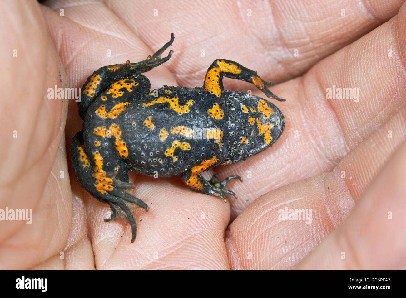 fire-bellied toad (Bombina bombina), lying on its back in a hand, ventral side, Germany Stock Photo