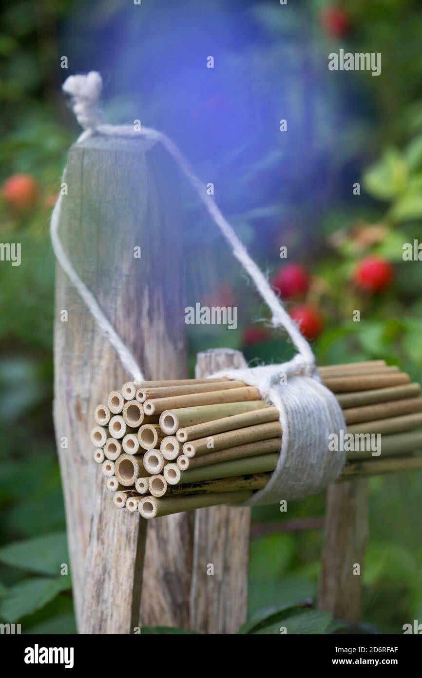 selfmade insect hotel for wild bees with bamboo stems, Germany Stock Photo