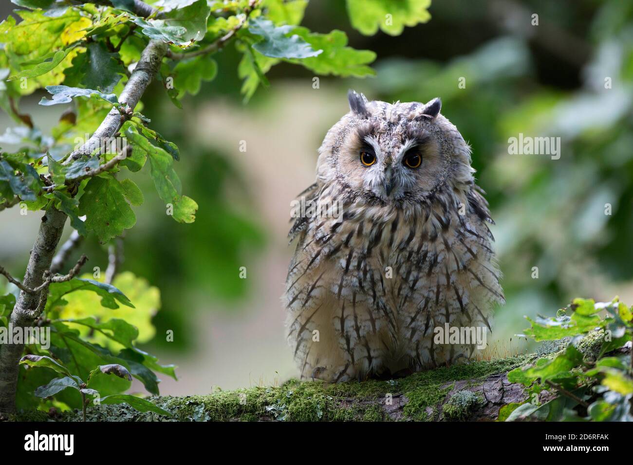 Owl Cat High Resolution Stock Photography and Images Alamy