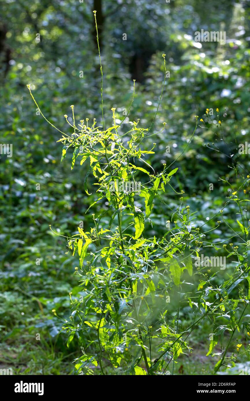 common hedge mustard, hairy-pod hedge mustard (Sisymbrium officinale), blooming, Germany Stock Photo